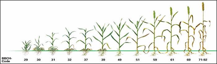 Wintertarwe stadium 31 32.png
